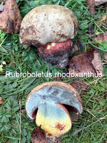 Rubroboletus rhodoxanthus-amf343-2.jpg - Rubroboletus rhodoxanthus ; Syn1: Boletus rhodoxanthus ; Syn2: Boletus purpureus var.rhodoxanthus ; Nom français: Bolet rouge et jaune 